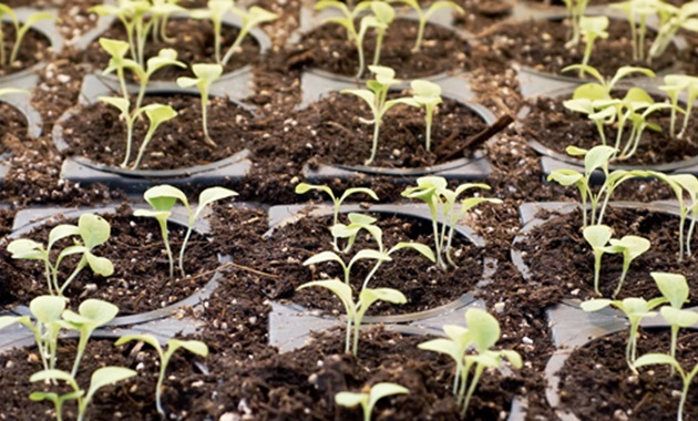 Plant saplings in soil trays