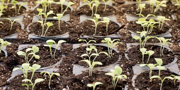 Plant saplings in soil trays