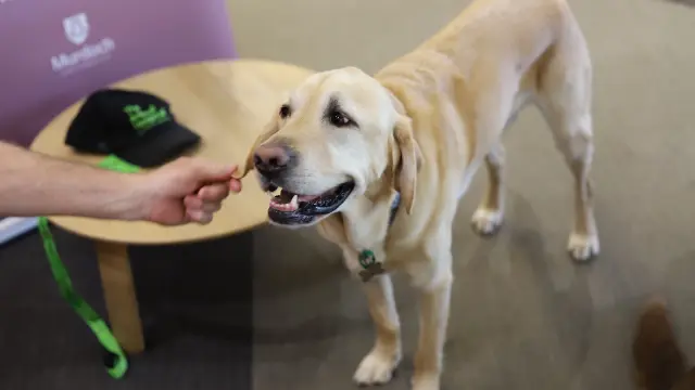 library-therapy-dog-sam