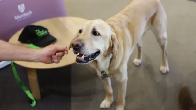 Library therapy dog, Sam.