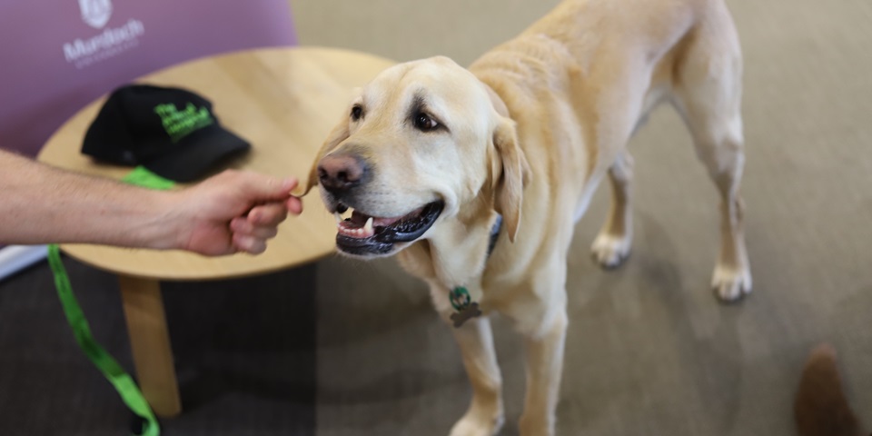 library-therapy-dog-sam