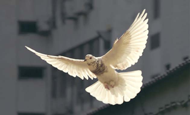 White dove flying