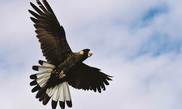 A white-tailed black cockatoo in flight