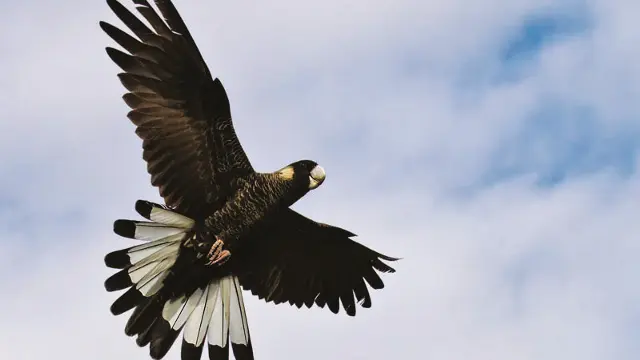 A white-tailed black cockatoo in flight
