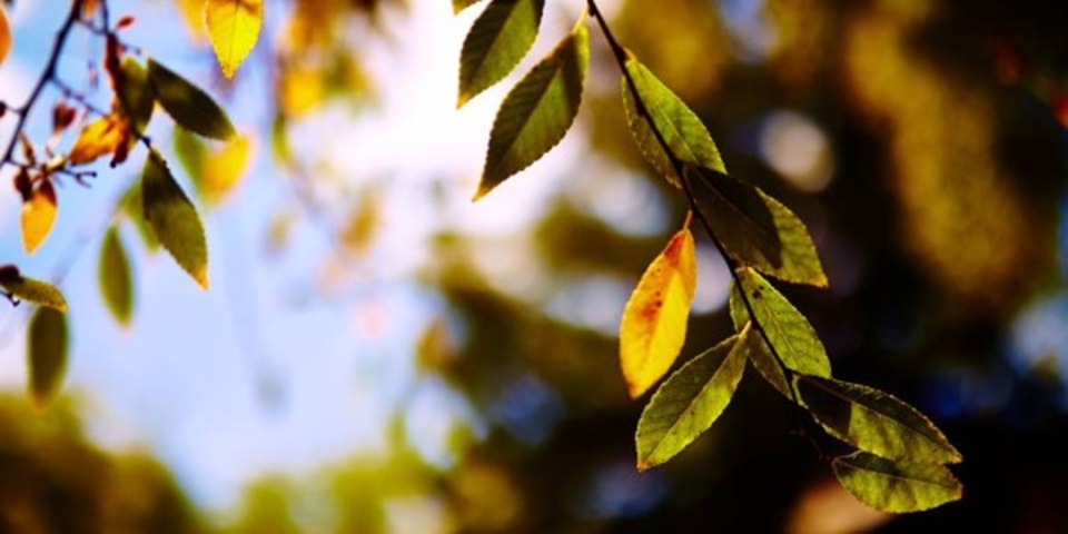 Sunlight streaming through a leafy tree branch.
