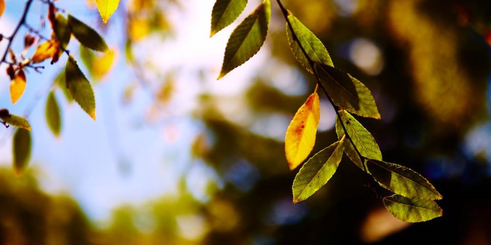 Plant in the sunlight