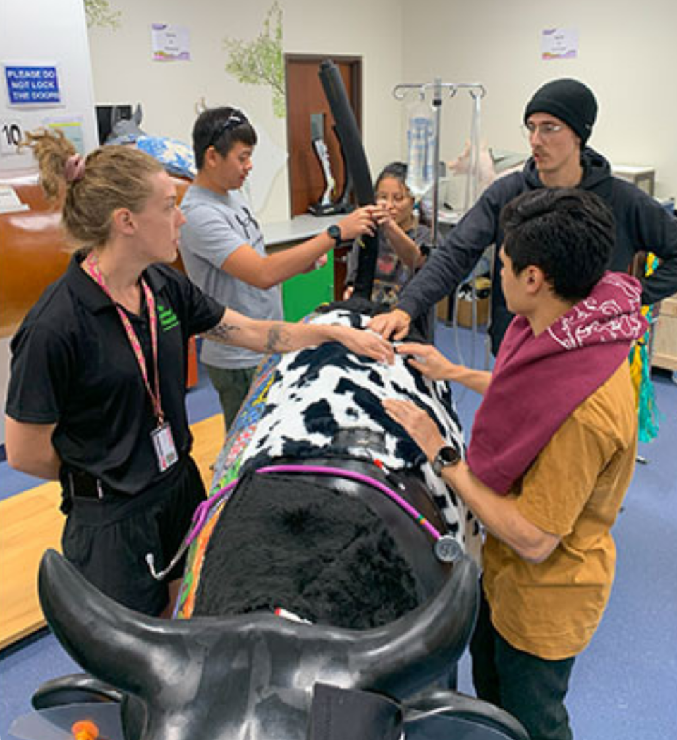 Vet students stand around model cow