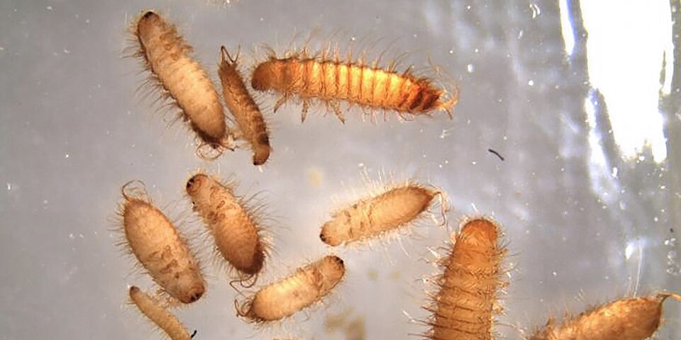 Close up of the khapra beetle seen through a microscope