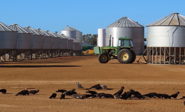 Carnaby's cockatoos in front of grain silo in Wheatbelt.