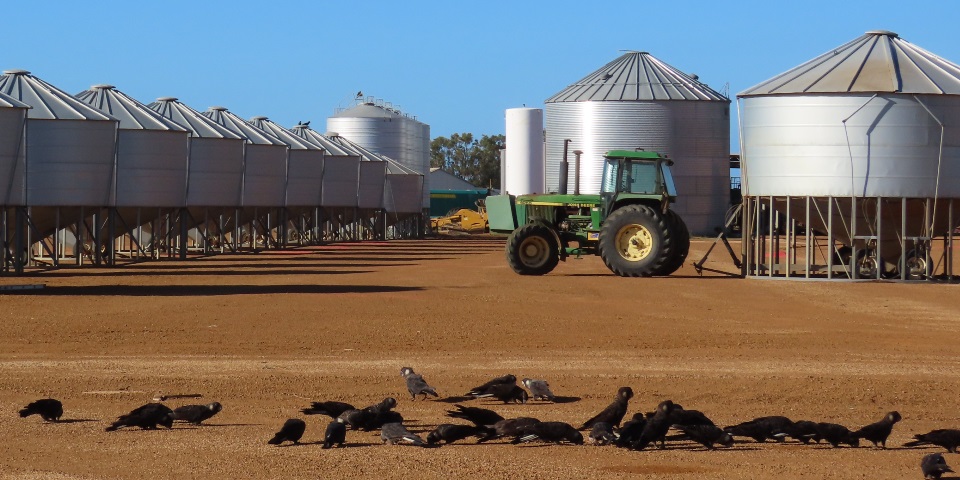 Carnaby's cockatoos in front of grain silo in Wheatbelt.