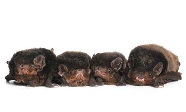 Four bats sitting next to eachother. (Little Wing Bat Haven)
