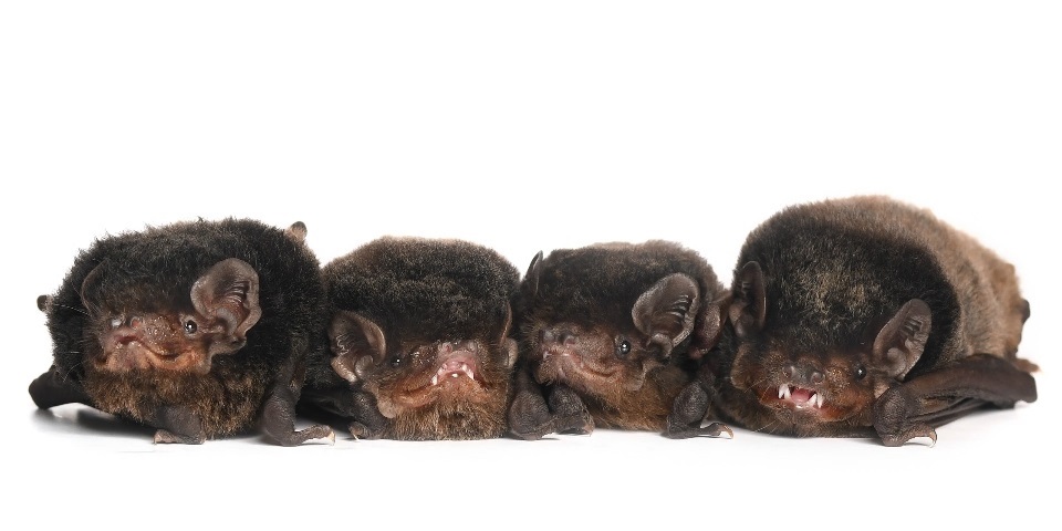 Four bats sitting next to eachother. (Little Wing Bat Haven)