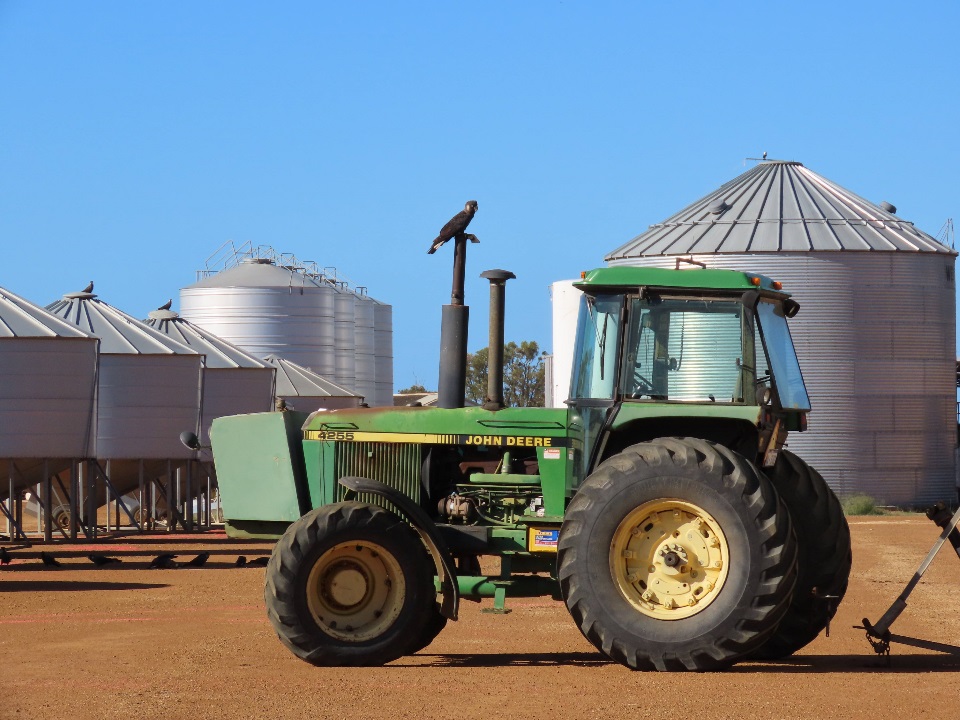Carnabys cockatoo on a tractor Carnabys cockatoo on a tractor in front of a grain silo.