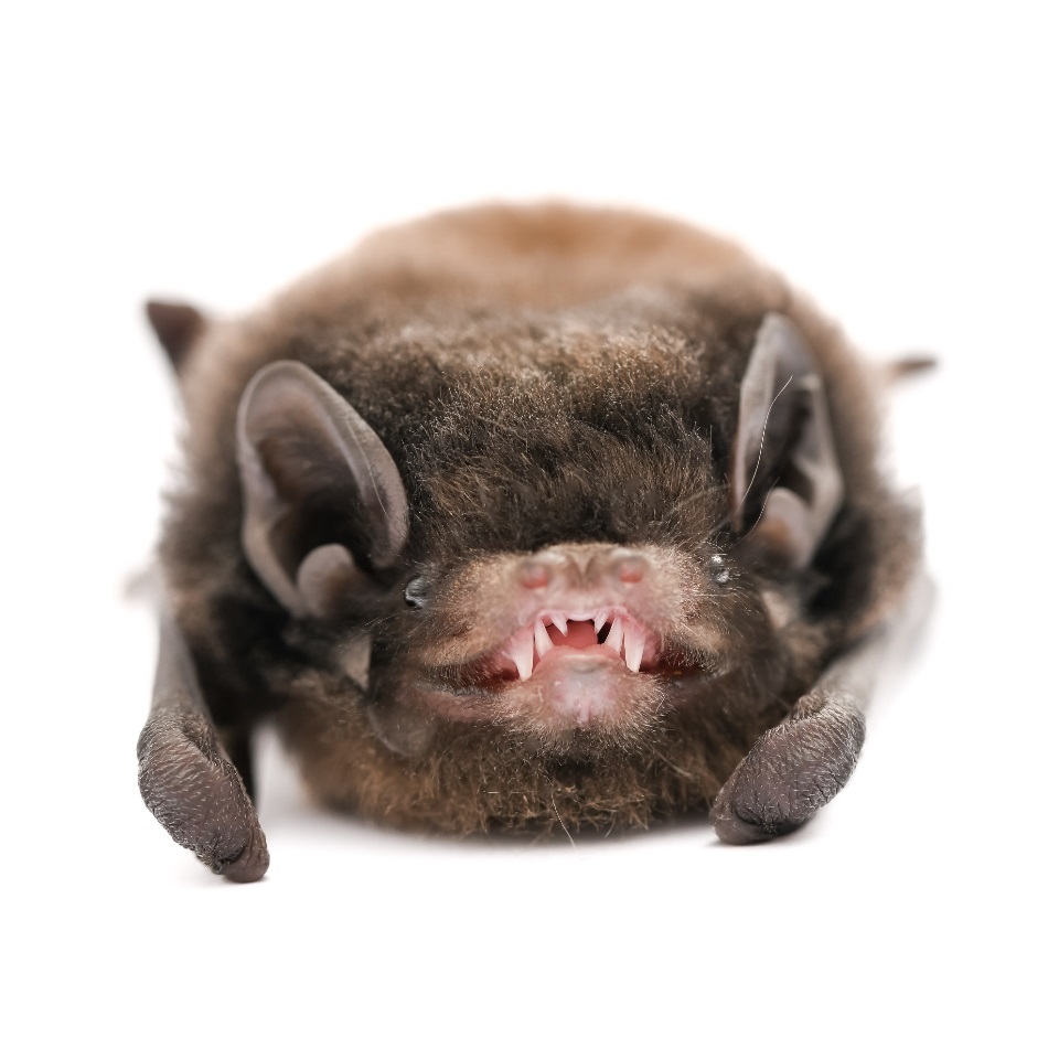 Gould’s wattled bat (Chalinolobus gouldii). Credit: Little Wing Bat Haven