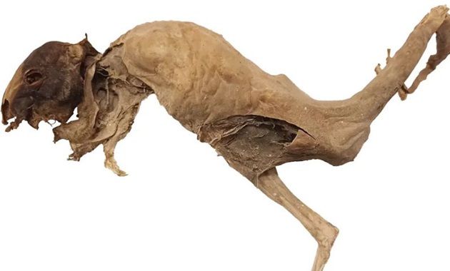 A mummified specimen of the newly identified extinct species Bettongia haoucharae, or the little bettong, found in a Nullarbor cave. The arm and leg bones have been removed for identification. Jake Newman-Martin, CC BY-NC