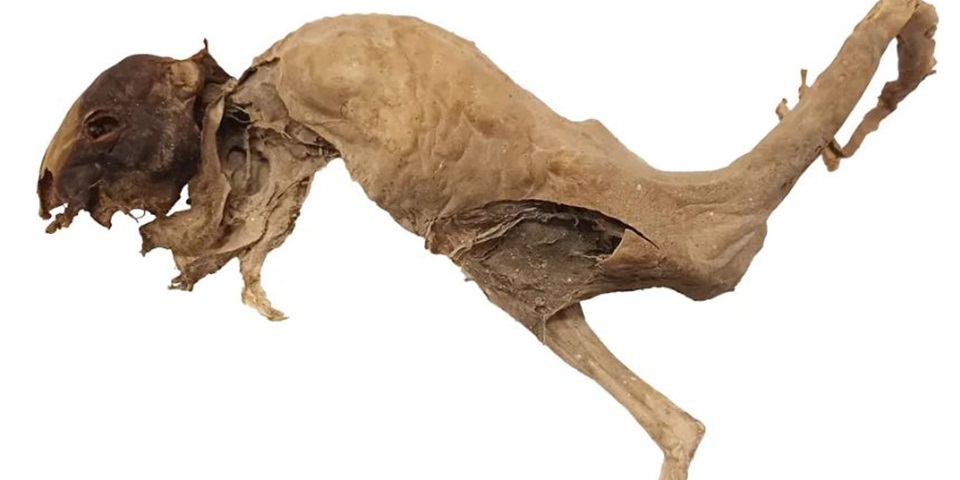 A mummified specimen of the newly identified extinct species Bettongia haoucharae, or the little bettong, found in a Nullarbor cave. The arm and leg bones have been removed for identification. Jake Newman-Martin, CC BY-NC