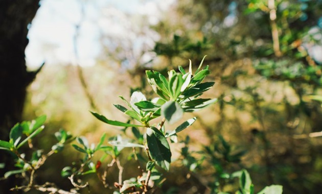 A thriving, green plant in the earth.