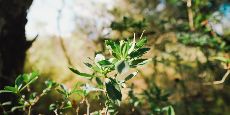 A thriving, green plant in the earth.