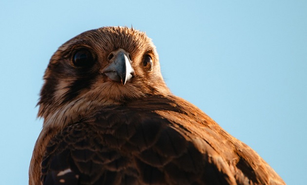 Closeup of an eagle