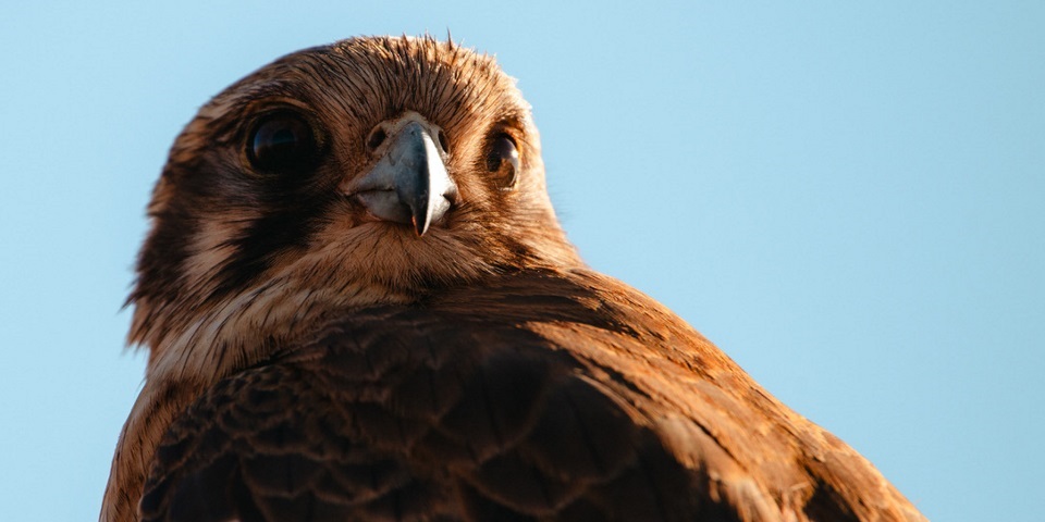 Closeup of an eagle