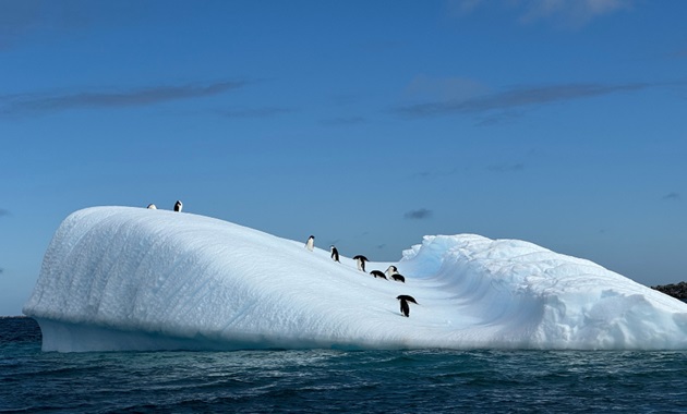 Adelie penguins on iceberg near Anvers Island.