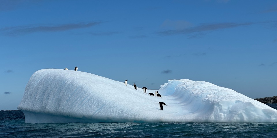 Adelie penguins on iceberg near Anvers Island.