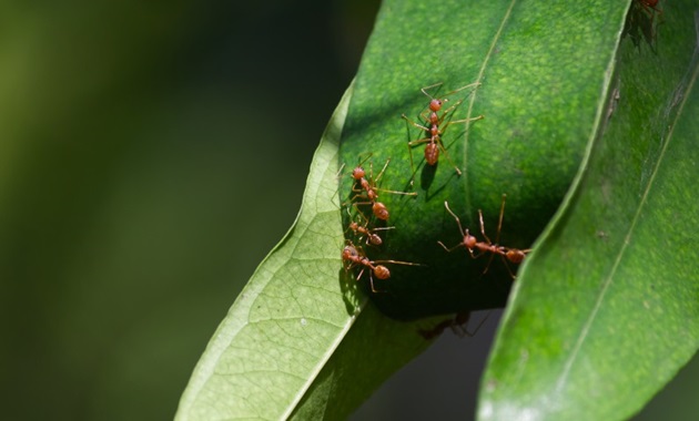 fire ants on a green leaf