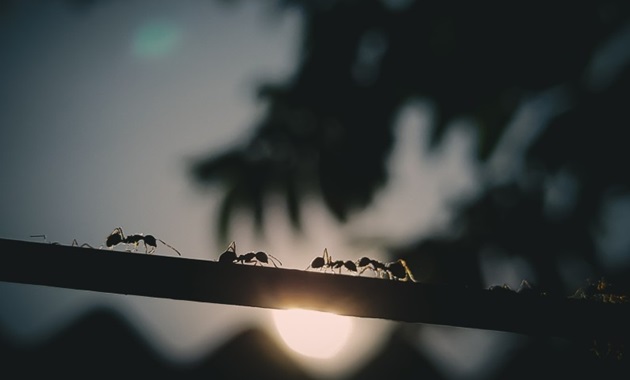 Ants 860 x 480