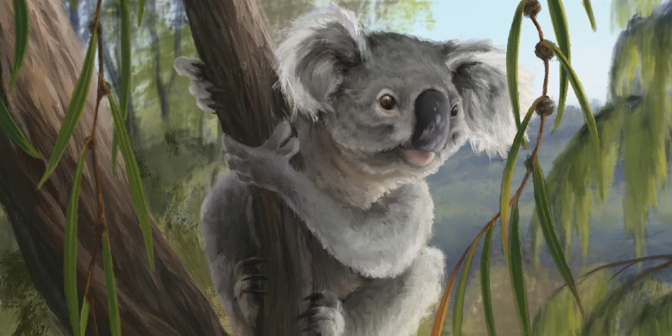 The lost koala: new fossil species was hiding in plain sight for