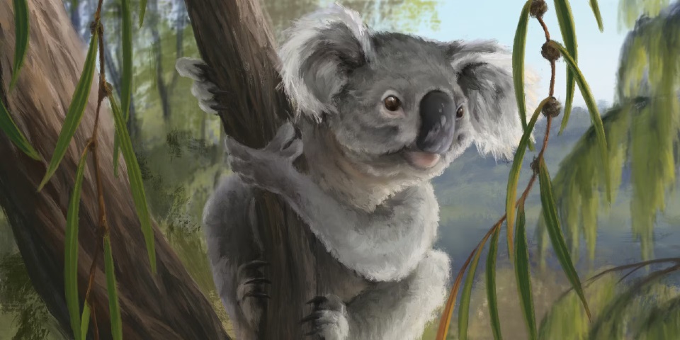 Artist’s reconstruction of the new Western Australian fossil koala species. Nellie Pease