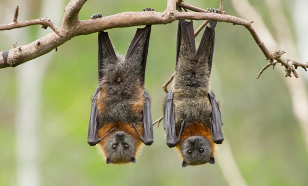 bats