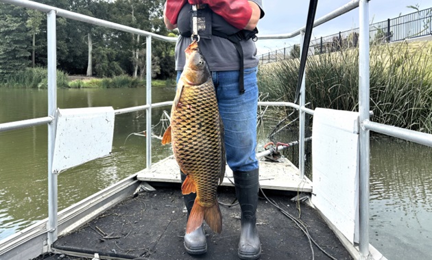 A giant carp.