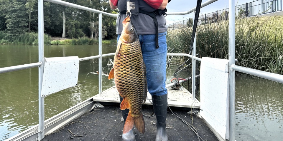 A giant carp.