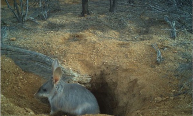 Bilby in burrow