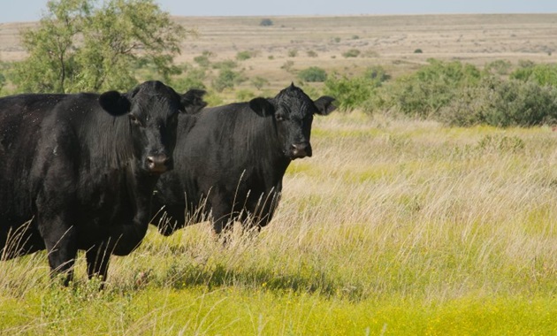 Black Angus cattle