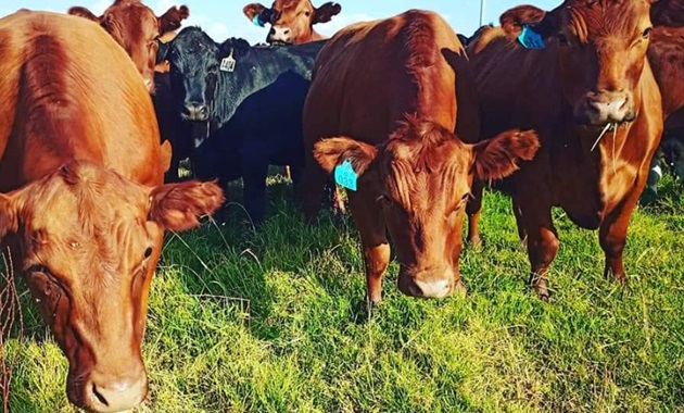 Blythe cows
