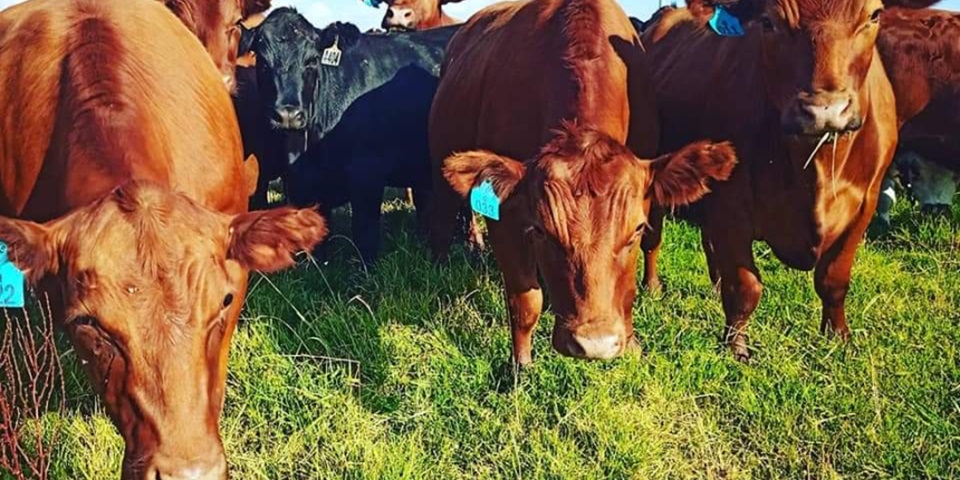 Blythe cows