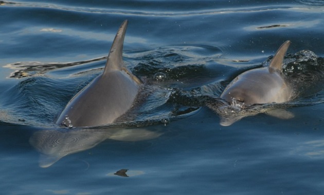 Two dolphins swimming in Bunbury waters