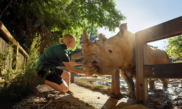 Holly, a Murdoch University wildlife biology graduate and Perth Zoo zoology supervisor, caring for endangered species and supporting conservation through rehabilitation and release programs.