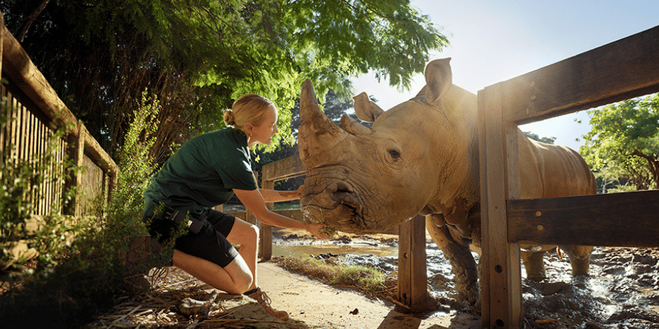 Holly, a Murdoch University wildlife biology graduate and Perth Zoo zoology supervisor, caring for endangered species and supporting conservation through rehabilitation and release programs.