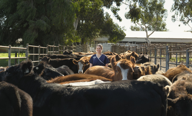 Milly Watts, a Murdoch University veterinary science graduate, working as a rural cattle veterinarian, examining livestock in an outdoor farm setting while supporting animal welfare and farmer livelihoods.
