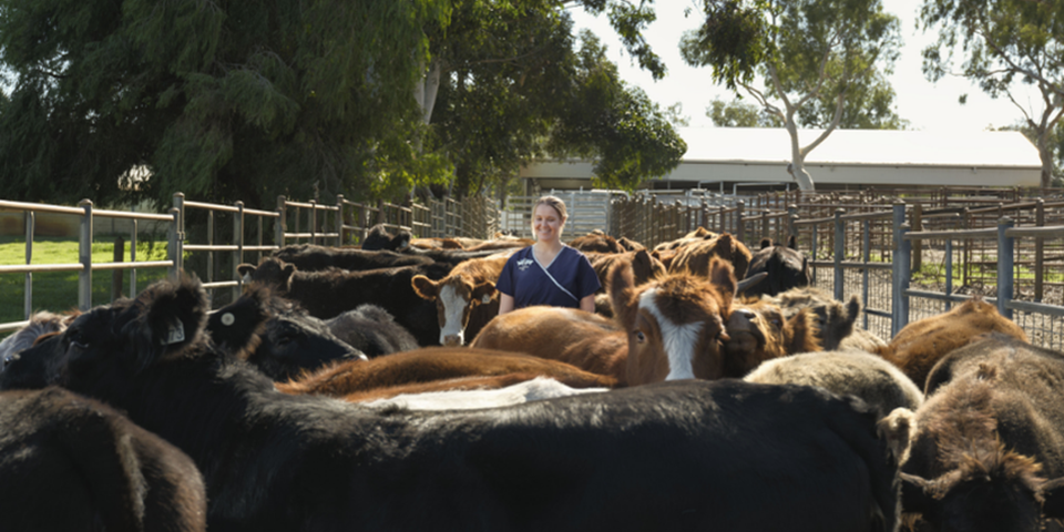 Milly Watts, a Murdoch University veterinary science graduate, working as a rural cattle veterinarian, examining livestock in an outdoor farm setting while supporting animal welfare and farmer livelihoods.