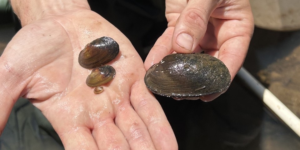 Carter's Freshwater Mussels in the palm of a hand.