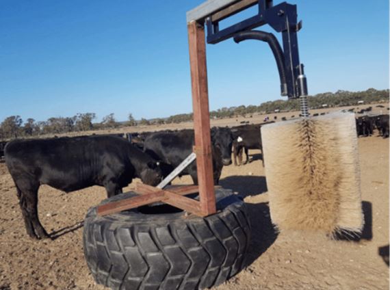 Cattle brush