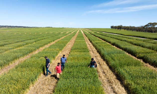 CCFI and AGT researchers at Nitrogen Use Efficiency project Northam WA web