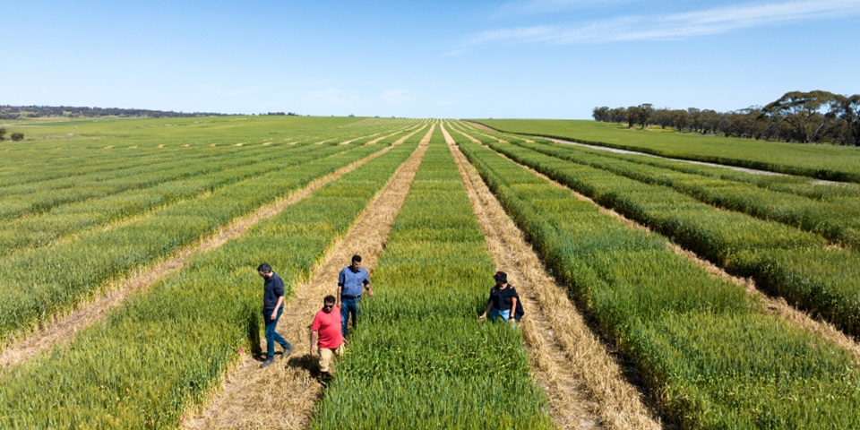 CCFI and AGT researchers at Nitrogen Use Efficiency project Northam WA web