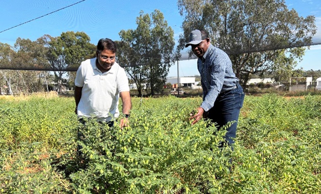 CCFI Director Rajeev Varshney and GRDC Senior Manager, Oilseeds and Pulses, Dr Francis Ogbonnaya, inspect Australian chickpeas