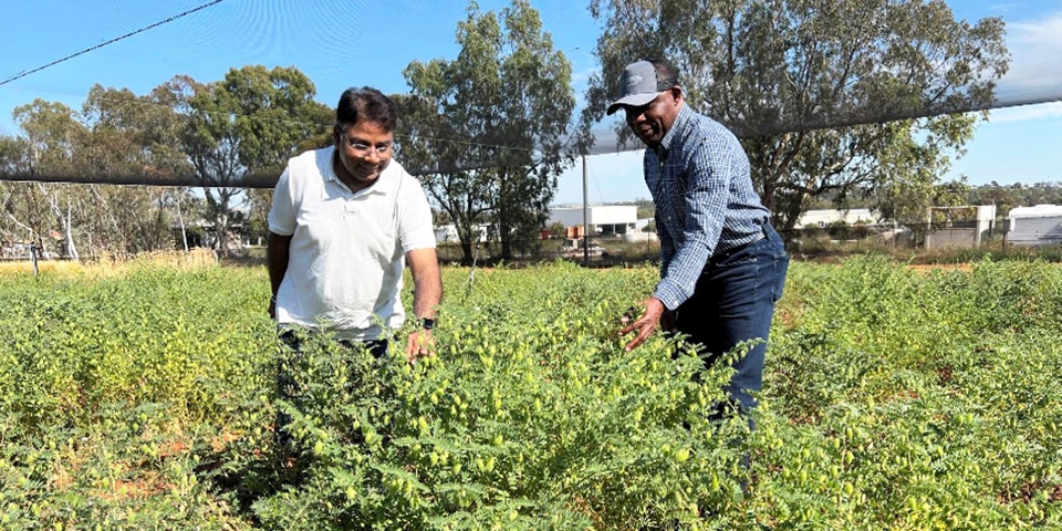 CCFI Director Rajeev Varshney and GRDC Senior Manager, Oilseeds and Pulses, Dr Francis Ogbonnaya, inspect Australian chickpeas