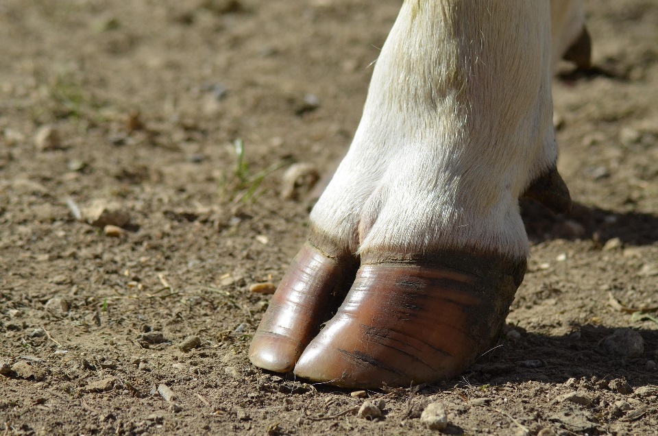 Cow hoof 1