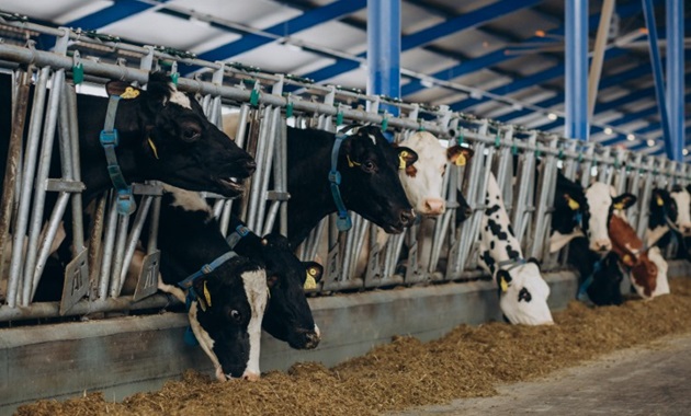 Cow in cowshed on farm, Credit Freepik